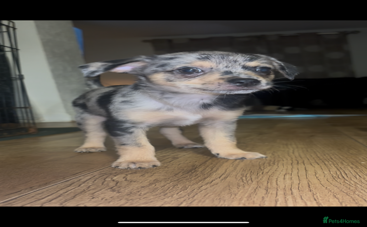 Chihuahua dogs - Advert 12