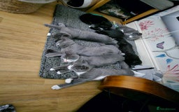 Mixed Breed cats for sale: Beautiful British Shorthair Cross  - Image 19