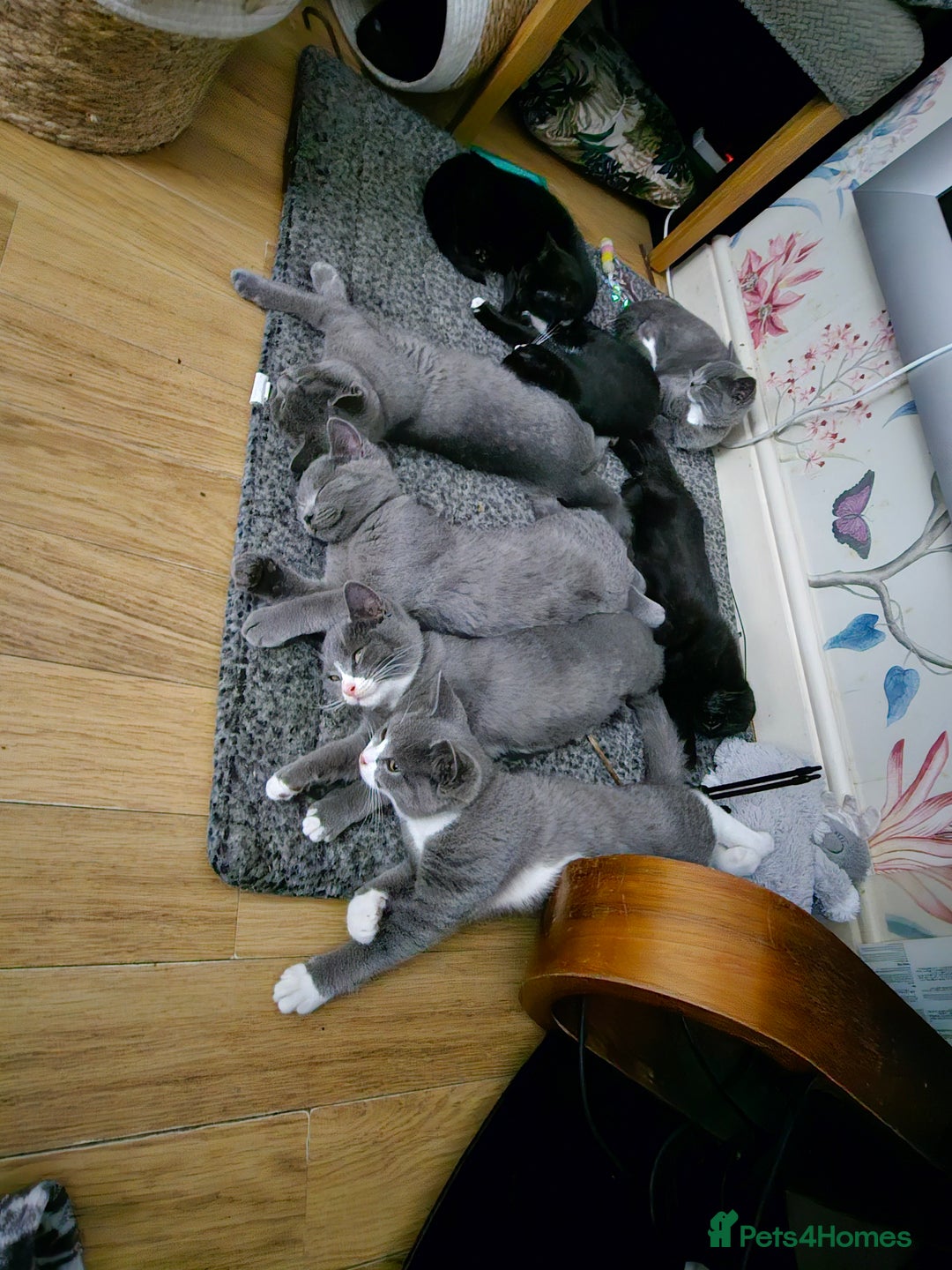 Mixed Breed cats for sale: Beautiful British Shorthair Cross  - Image 19