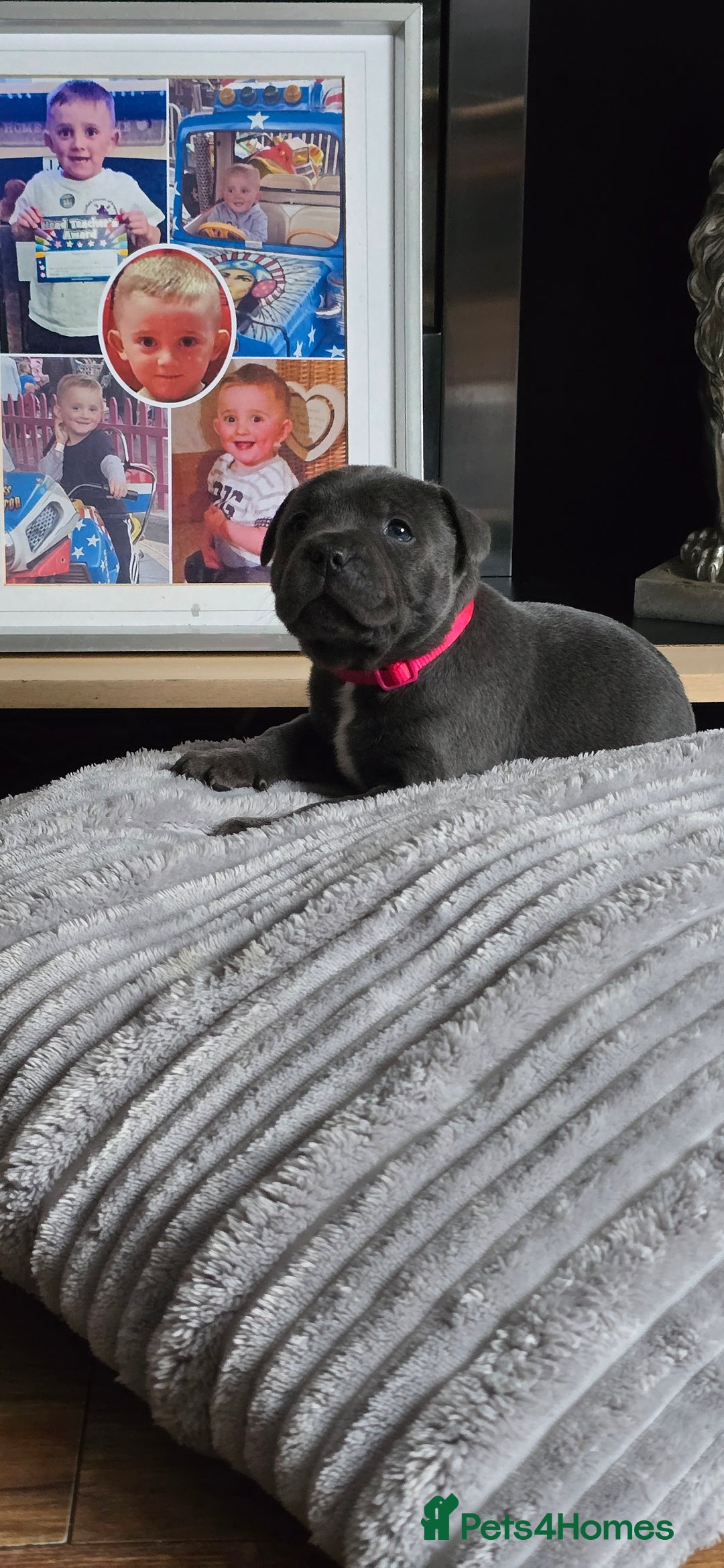 Staffordshire Bull Terrier dogs for sale: 4 beutiful blue staffies dad and mum kc  - Advert 3