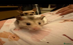 Hamster rodents for sale: Syrian hamster - Image 1