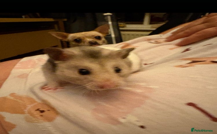 Hamster rodents - Advert 6