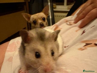 Hamster rodents - Advert 13