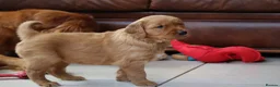 Golden Retriever dogs for sale: KC Registered Working Golden Retriever Puppies - Advert 18