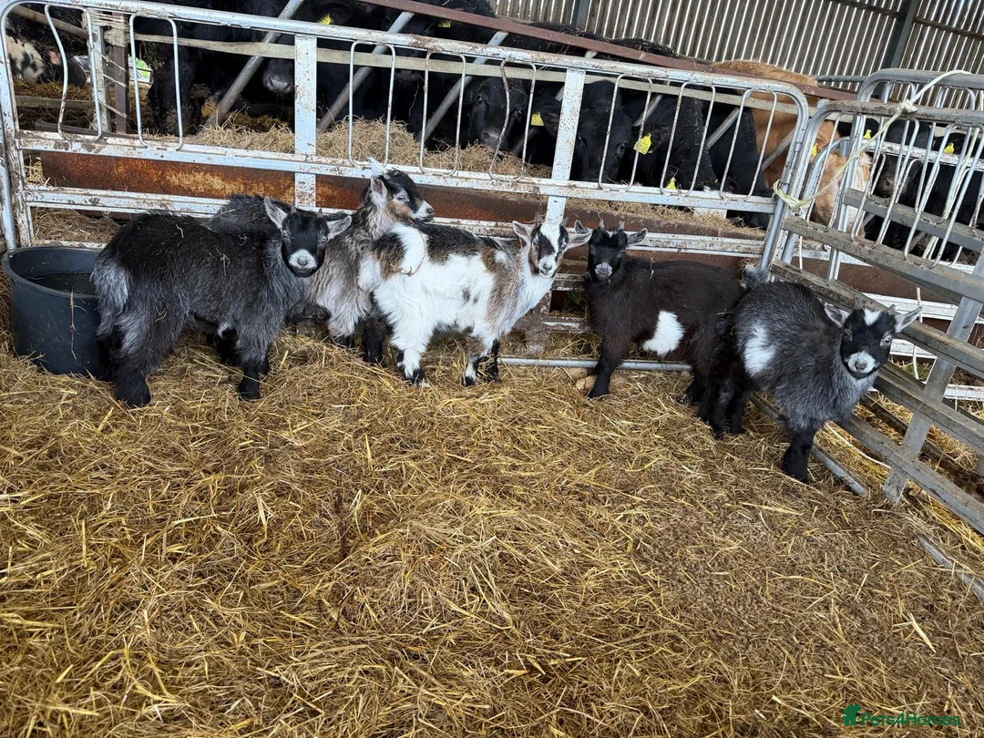 Goats livestock for sale: Pygmy wether goats  - Advert 3