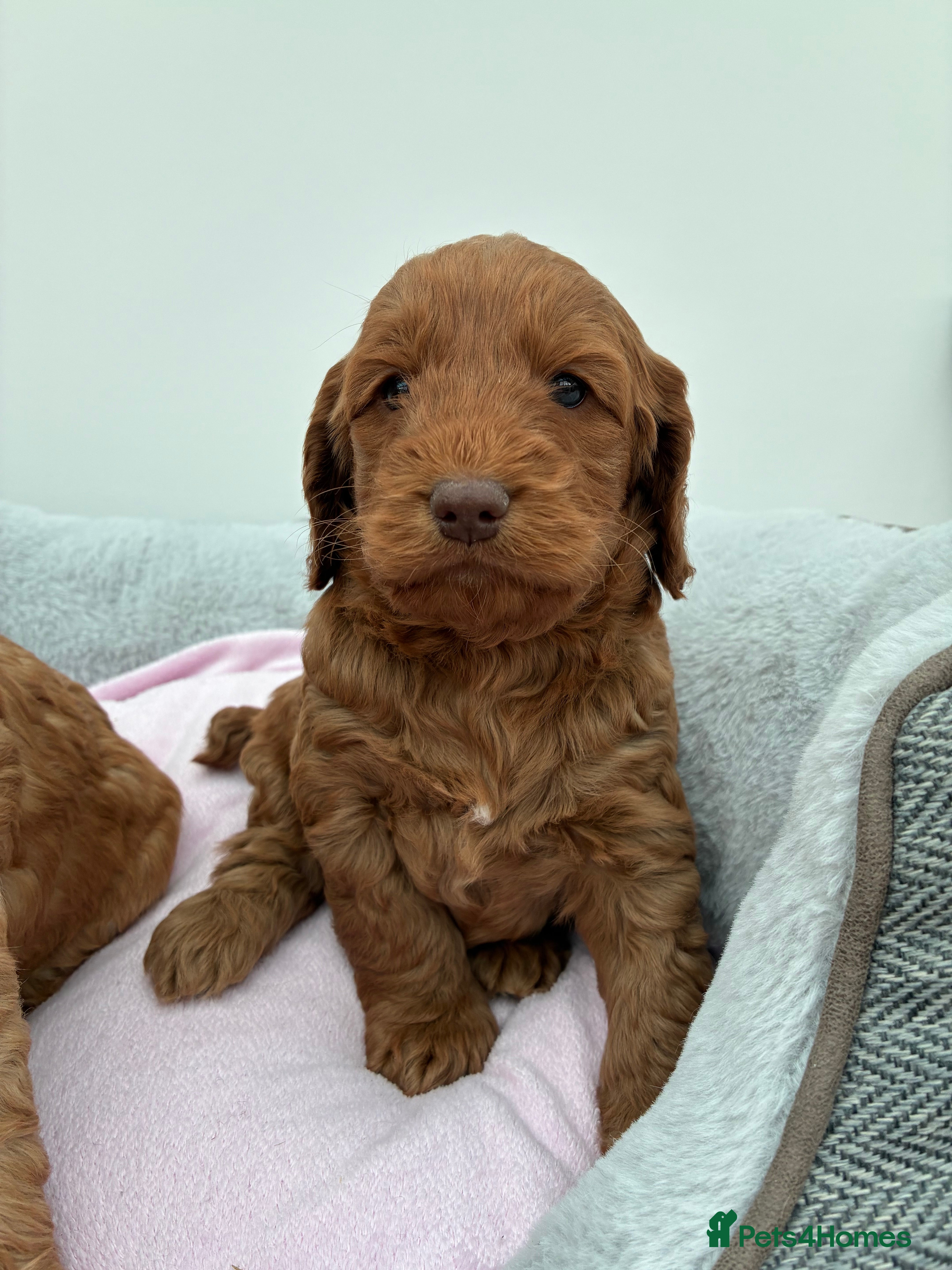 Cockapoo dogs Beautiful F1 Cockapoo Puppies Available  - Advert 13