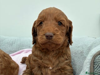 Cockapoo dogs Beautiful F1 Cockapoo Puppies Available - Advert 6