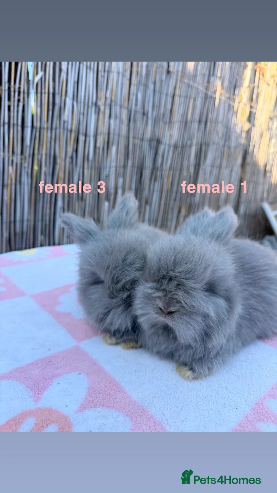 Angora rabbits for sale: pedigree english angora rabbits  - Advert 12