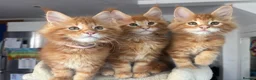 Maine Coon cats for sale: Ready Now TICA Registered Maine Coon Kittens Red - Advert 6