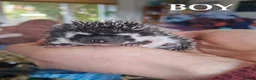 Pygmy Hedgehog rodents for sale: Pygmy hedgehogs, one boy two girls - Advert 11