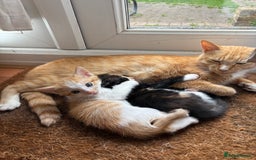 Mixed Breed cats for sale: Trio of kittens - Image 3