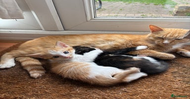 Mixed Breed cats - Advert 4
