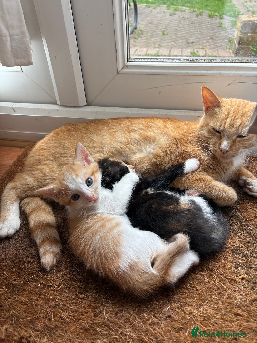 Mixed Breed cats for sale: Trio of kittens - Image 3