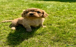 Cavalier King Charles Spaniel dogs for sale: Stunning cavalier King Charles spaniel puppies. - Image 22