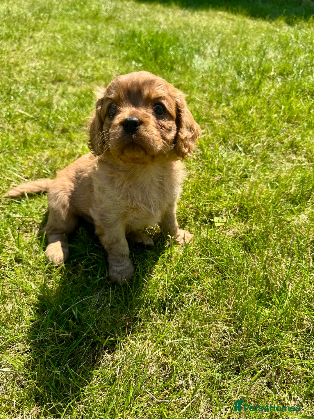 Cavalier King Charles Spaniel dogs for sale: Stunning cavalier King Charles spaniel puppies. - Image 22