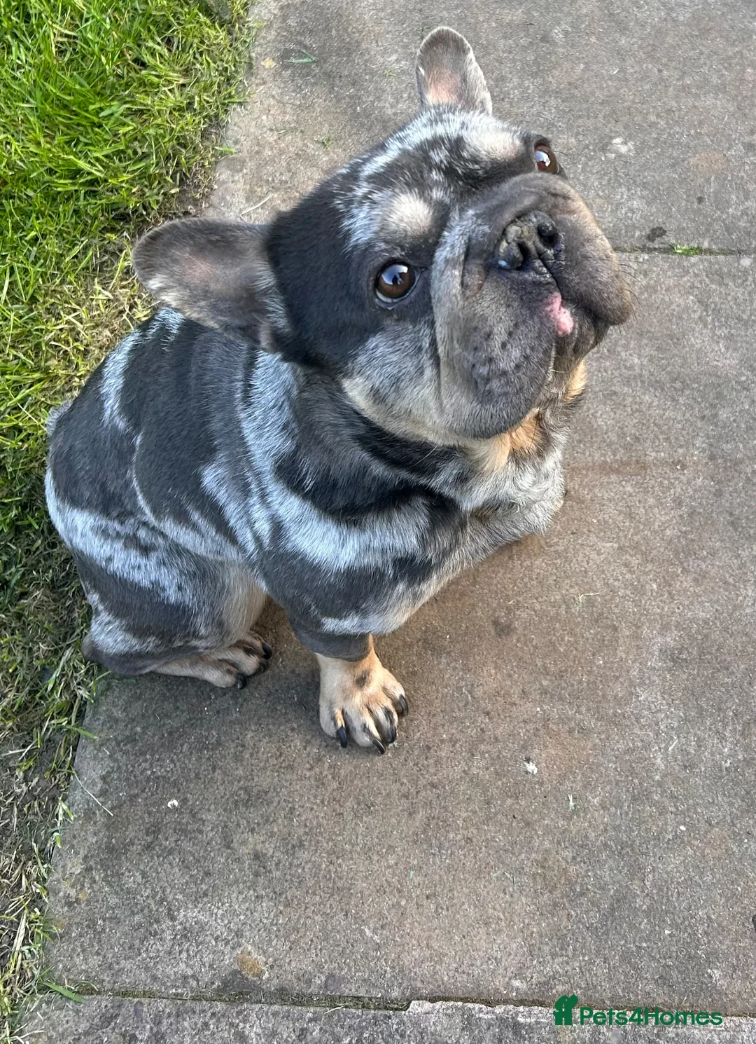 French Bulldog dogs for sale: Milo frenchie 3 years old  - Advert 2