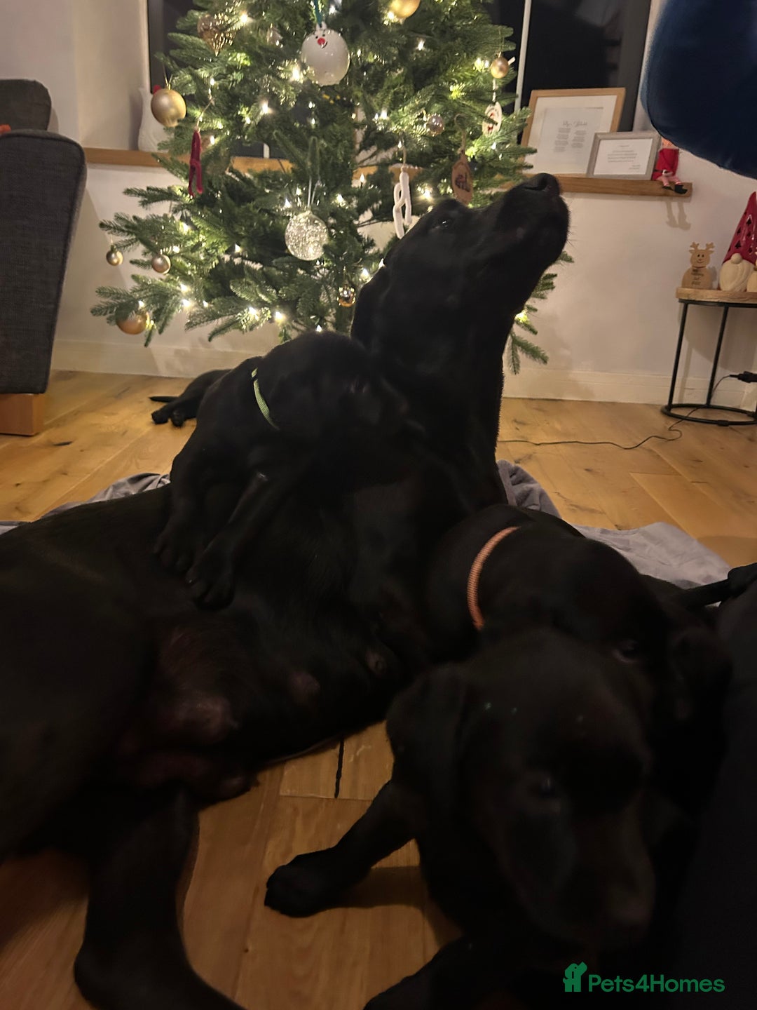 Labrador Retriever dogs for sale: Gorgeous Black Labrador Puppies - Advert 10