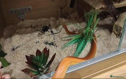 Corn Snake reptiles for sale: Korra the corn snake - free to a good home - Image 8
