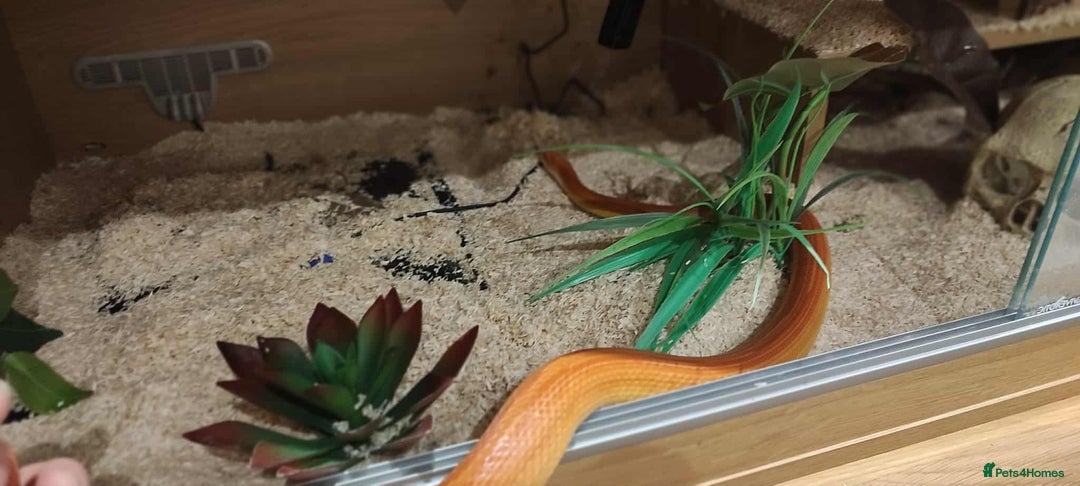 Corn Snake reptiles for sale: Korra the corn snake - free to a good home - Image 8