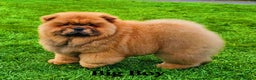 Chow Chow dogs for sale: Crufts pedigree litter  - Advert 6