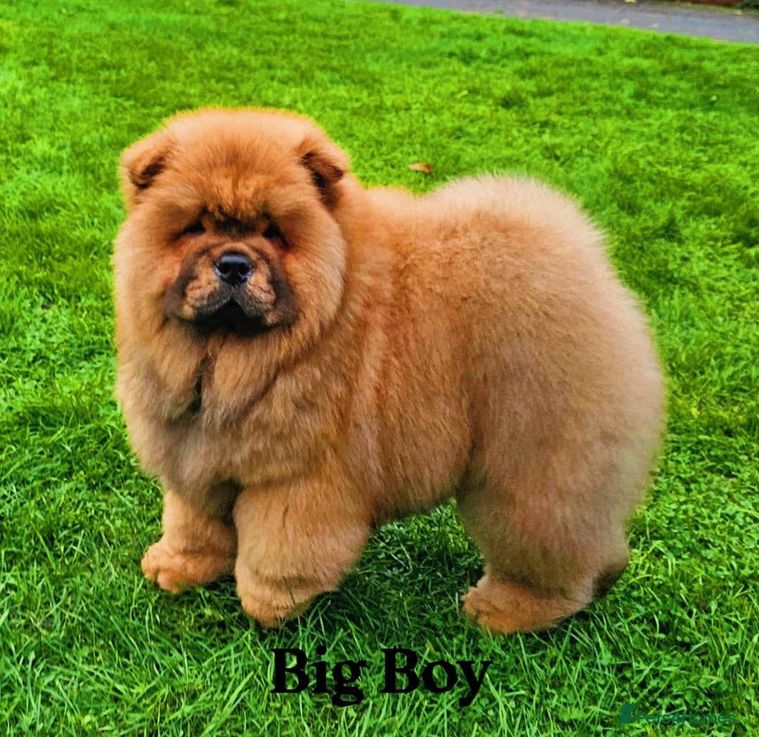 Chow Chow dogs for sale: Crufts pedigree litter  - Advert 6