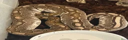 Python Snake reptiles for sale: Adult Female Ball Pythons - Proven Breeders - Advert 2
