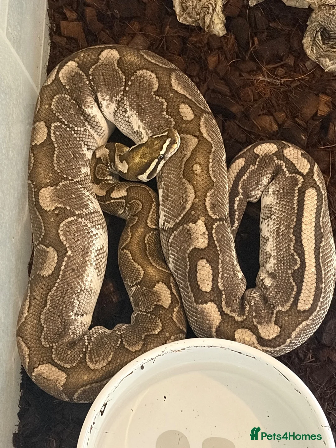 Python Snake reptiles for sale: Adult Female Ball Pythons - Proven Breeders - Advert 2
