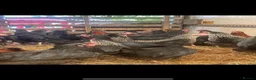 Chickens poultry for sale: Point of lay pullets (various breeds)  - Advert 2