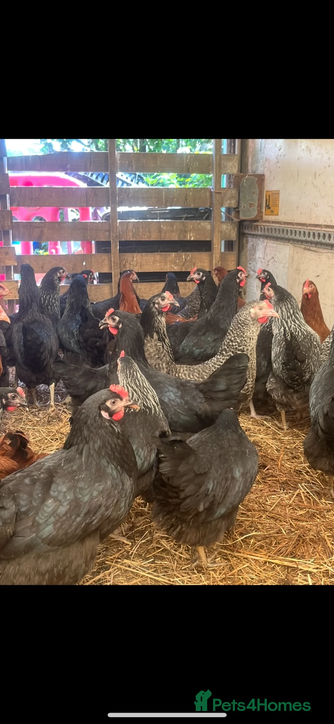 Chickens poultry for sale: Point of lay pullets (various breeds)  - Advert 2