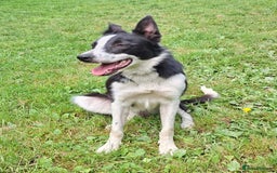 Border Collie dogs for sale: Quality Male Border Collie - Image 2