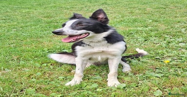 Border Collie dogs - Advert 3