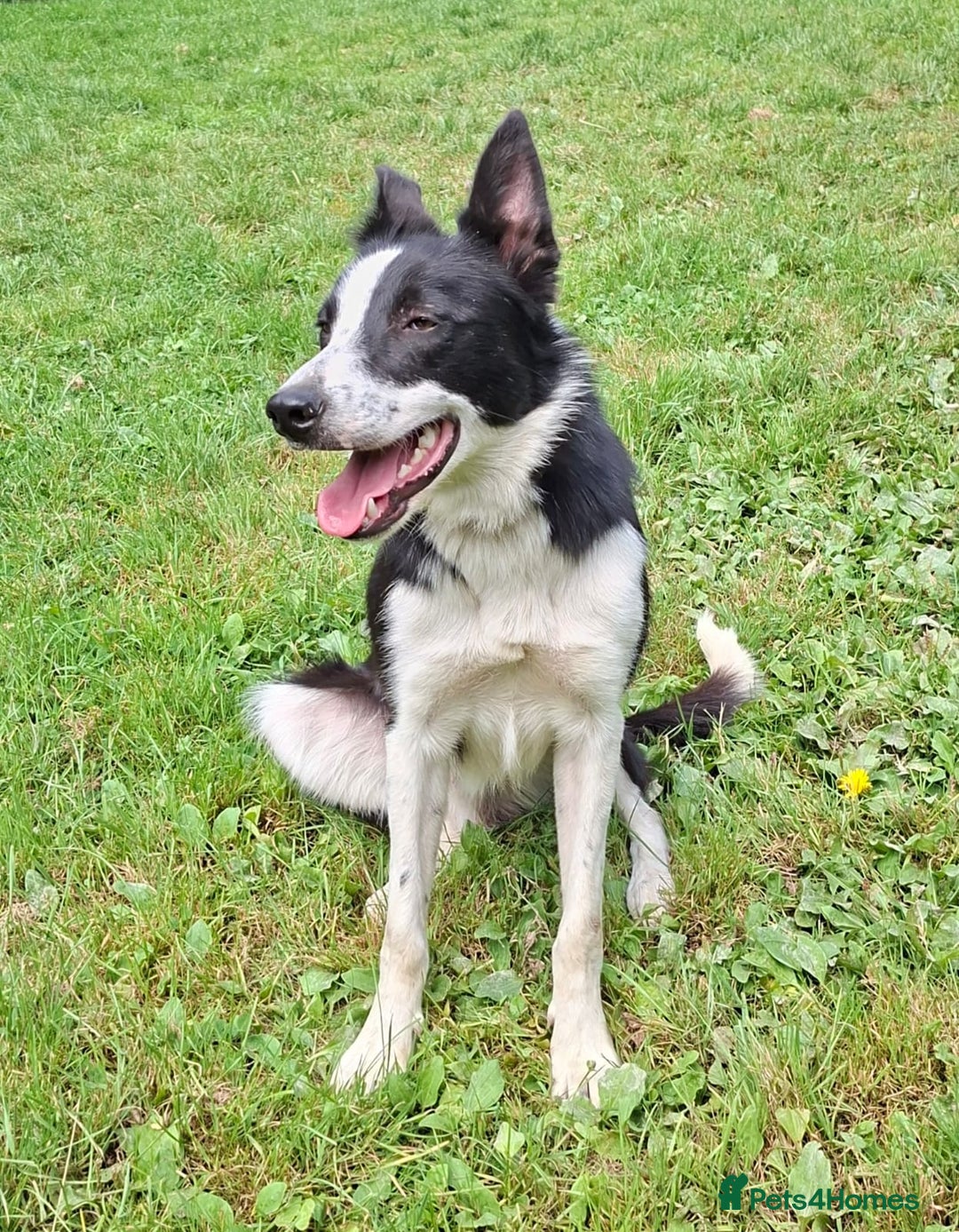 Border Collie dogs for sale: Quality Male Border Collie - Image 2
