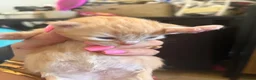 Maine Coon cats for sale: Maincoone kittens ready to reserve  - Advert 9