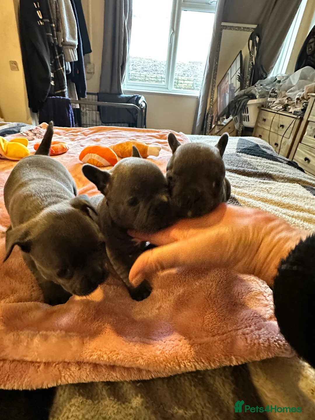 French Bulldog dogs for sale: French bulldog puppies for sale in Salisbury - Advert 2