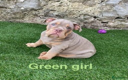 English Bulldog dogs for sale: Our last girl reduced KC reg English bulldog puppy - Image 5