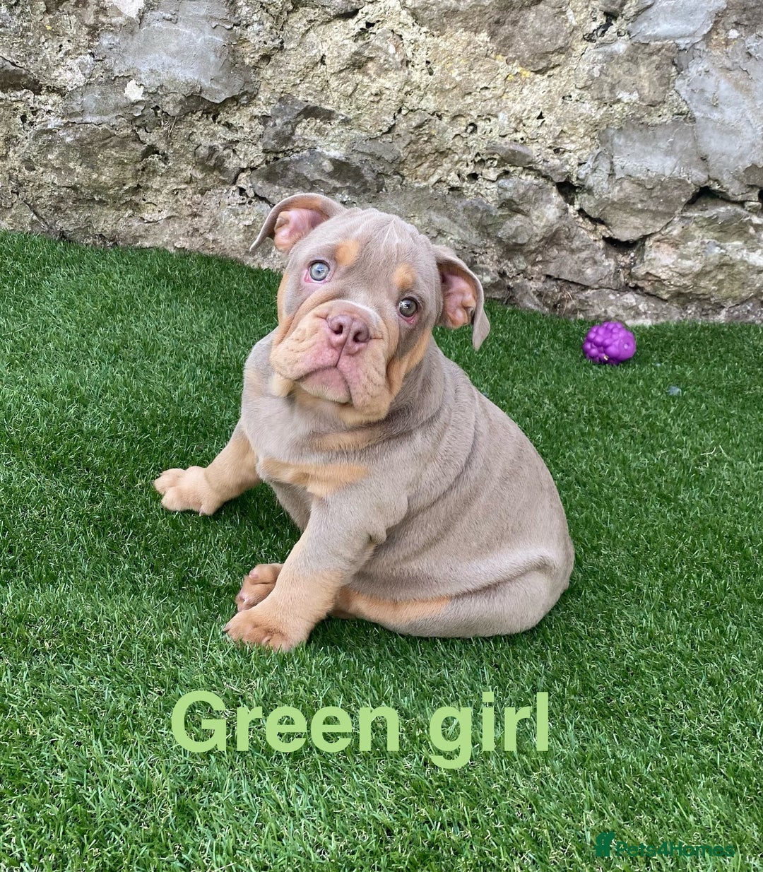 English Bulldog dogs for sale: Our last girl reduced KC reg English bulldog puppy - Image 5