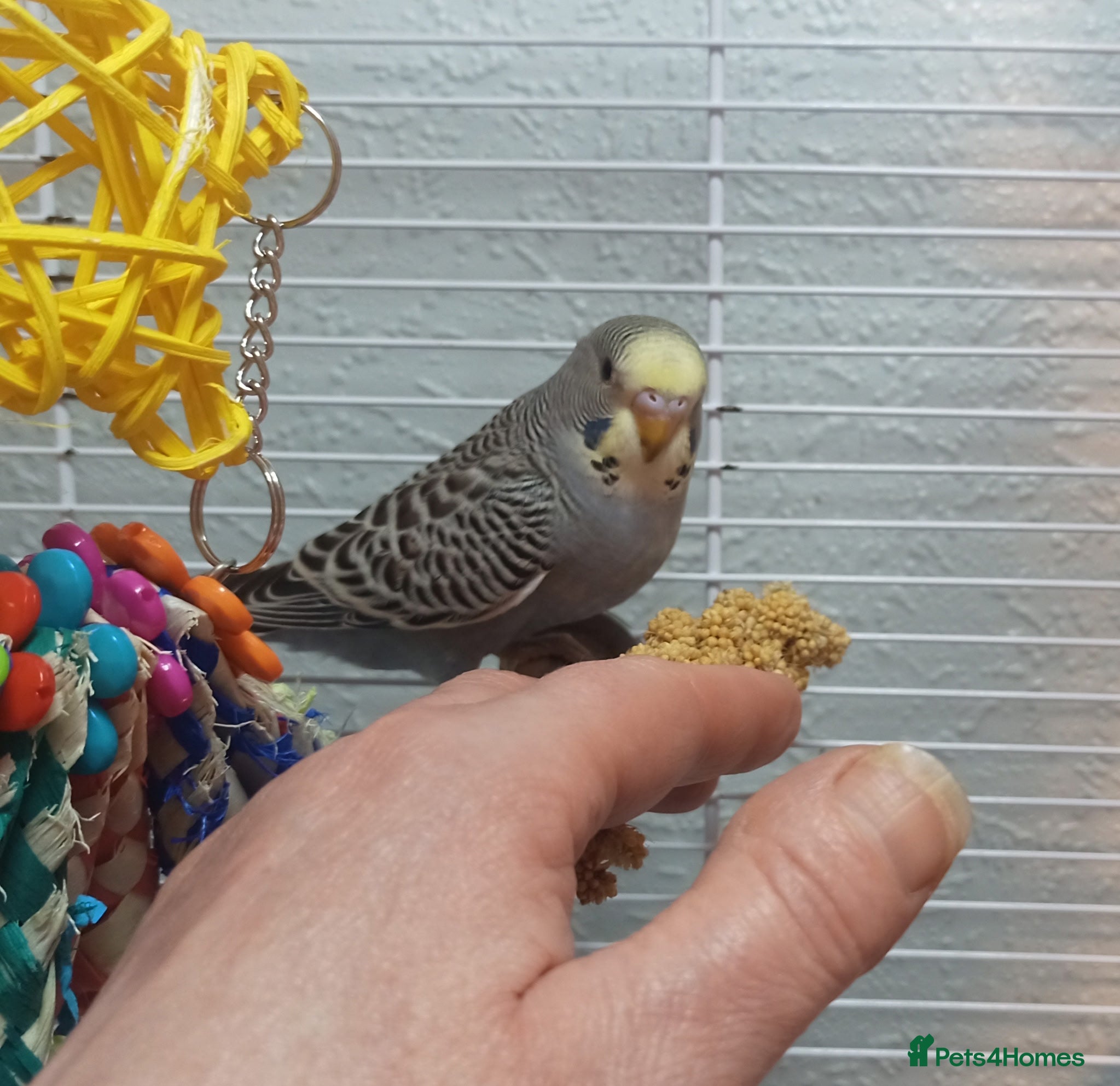 Budgerigars birds Superb home bred beautifully coloured baby budgies - Advert 6