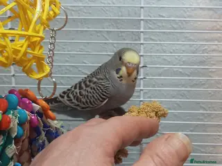 Budgerigars birds Superb home bred beautifully coloured baby budgies - Advert 12