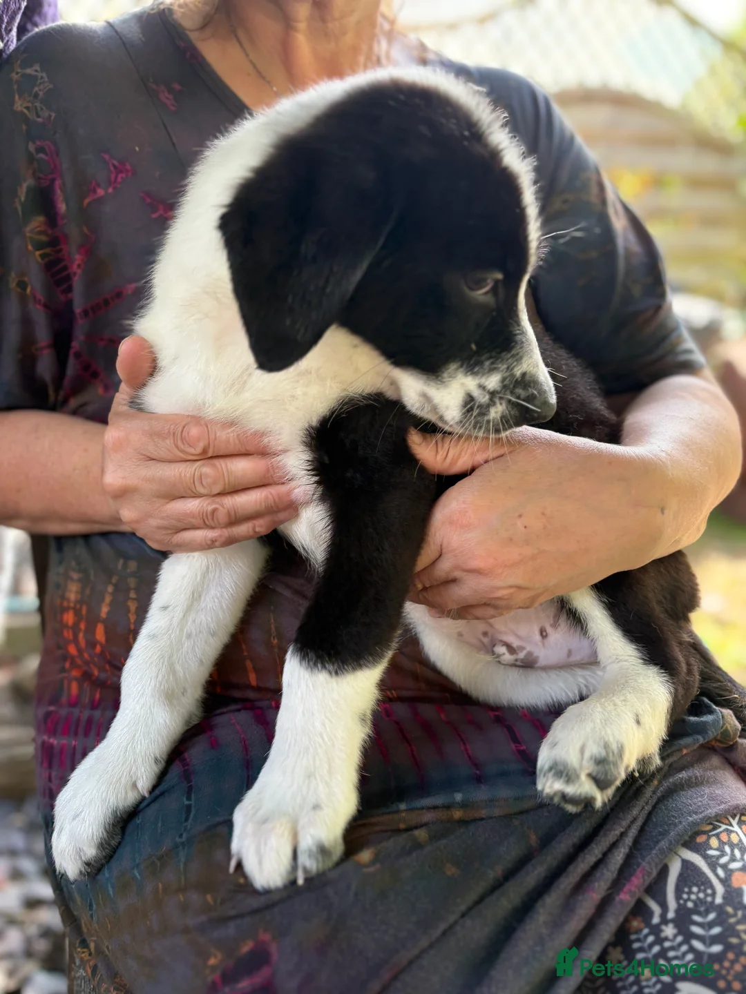 Mixed Breed dogs for sale: German shepherd mix puppies! - Advert 2