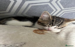 Mixed Breed cats for sale: 9 week old male kitten for sale . - Image 2