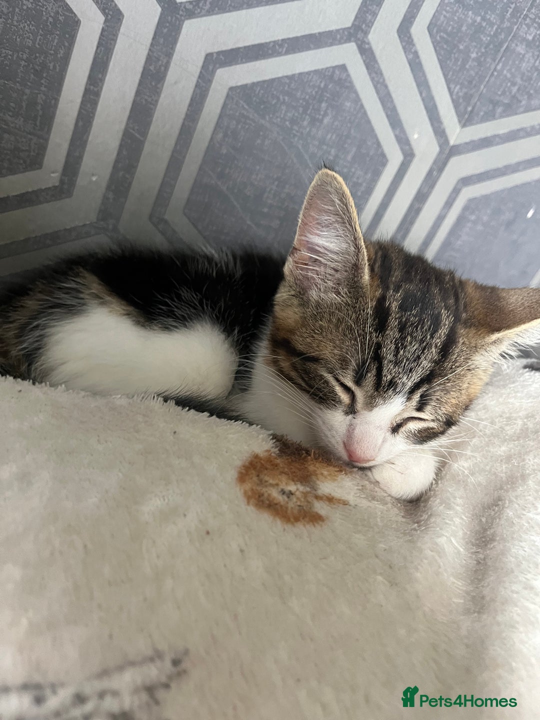Mixed Breed cats for sale: 9 week old male kitten for sale . - Image 2