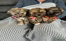 Shih Tzu dogs for sale: Shih Tzu puppies  - Image 17