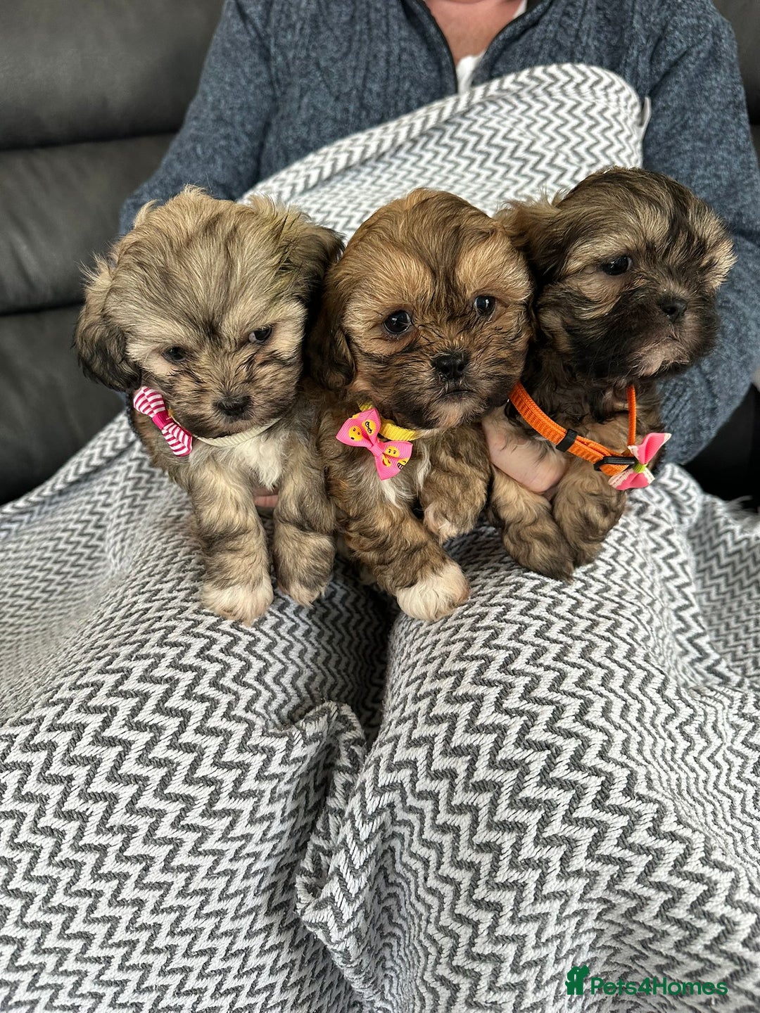 Shih Tzu dogs for sale: Shih Tzu puppies  - Image 17