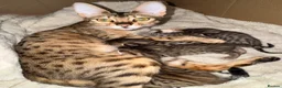 Savannah cats for sale: Exceptional Quality Tica Regist. Savannah kittns - Advert 3