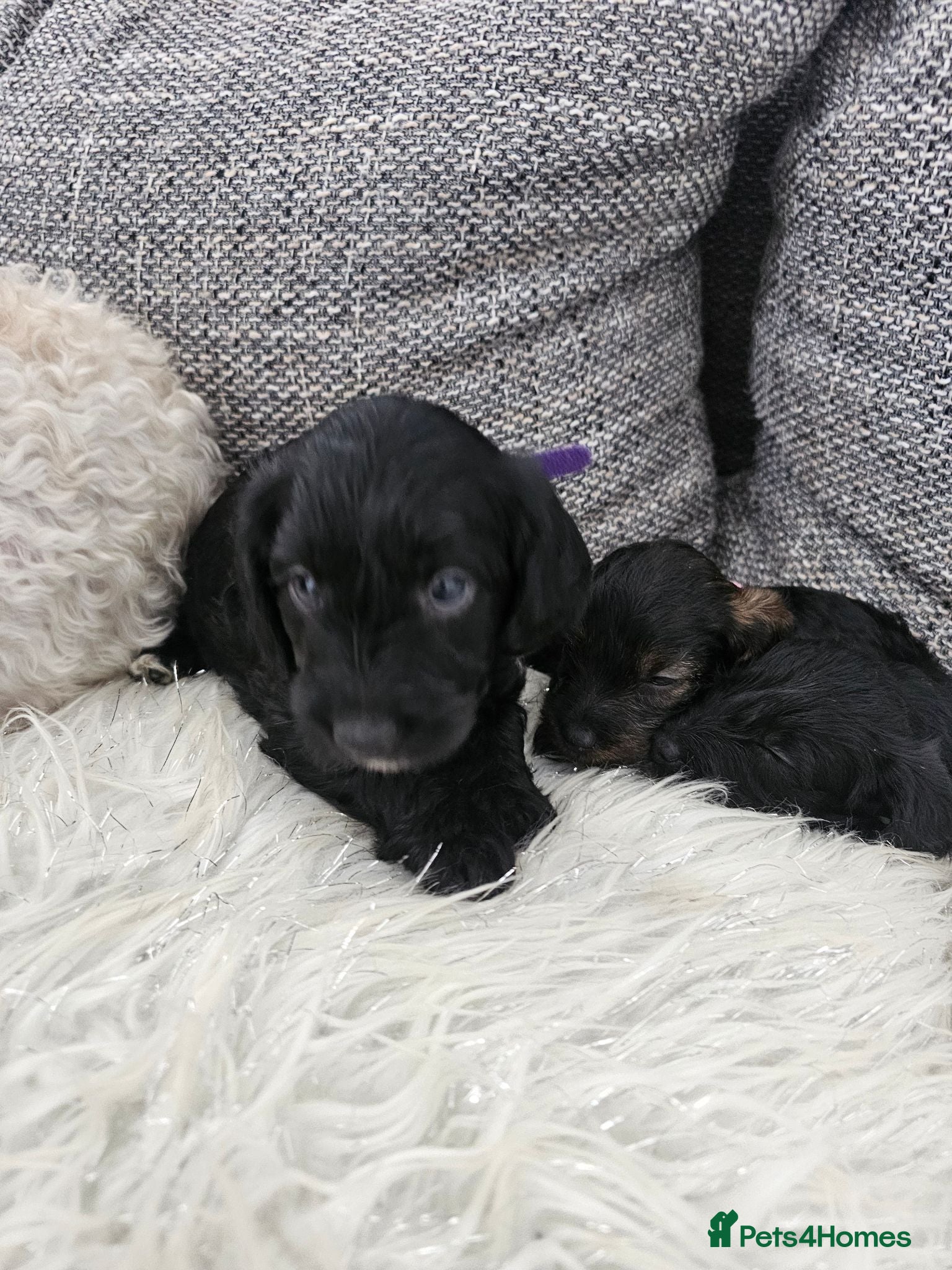 Doxiepoo dogs Stunning black & white Doxiepoo - Advert 2