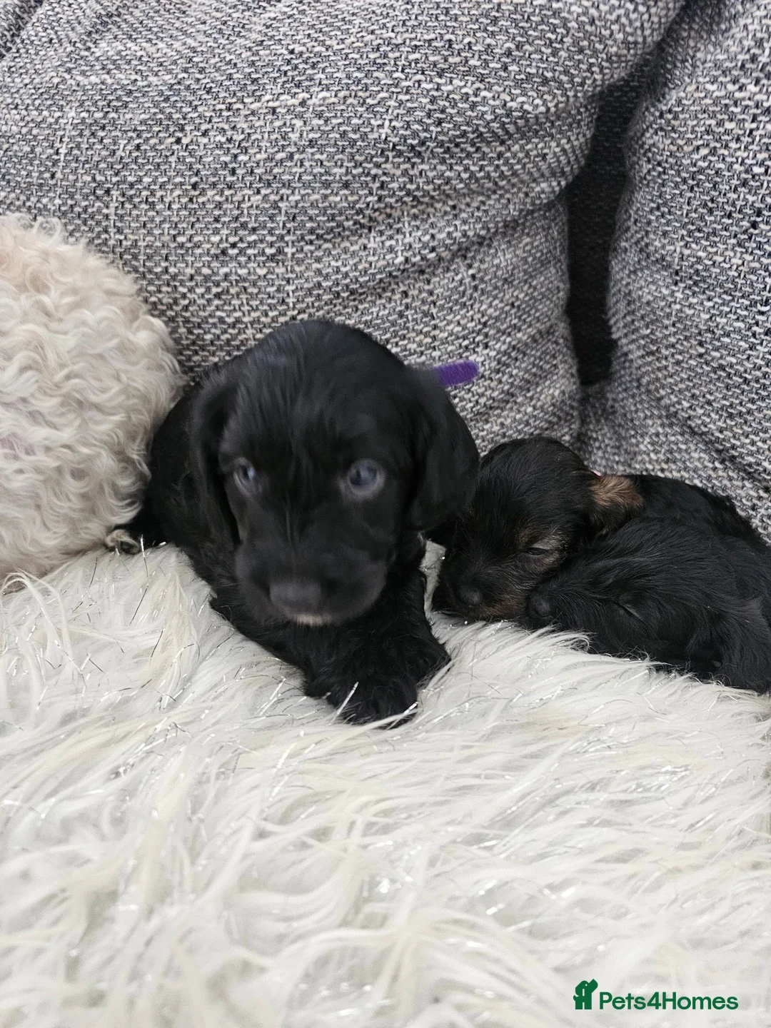 Doxiepoo dogs for sale: Stunning black & white Doxiepoo - Advert 2