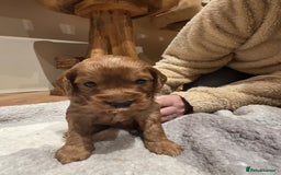 Cockapoo dogs for sale: Beautiful f2 Cockapoo puppies  - Advert 6