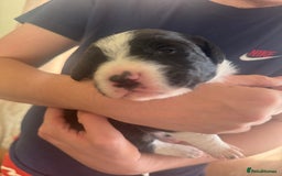 Sprollie dogs for sale: Sprollie puppies  - Image 4