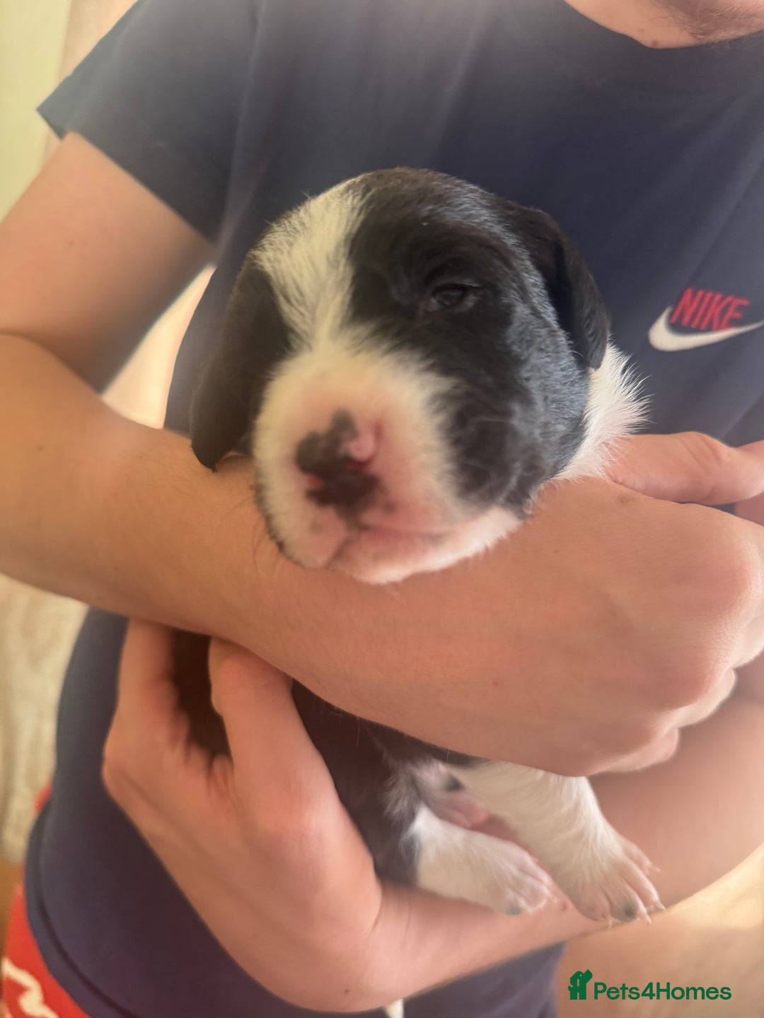 Sprollie dogs for sale: Sprollie puppies  - Image 4