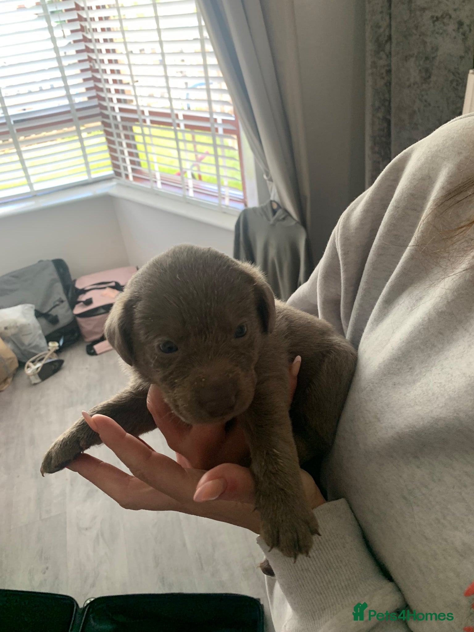 Labrador Retriever dogs for sale: Silver Labrador puppies  in Carlisle - Advert 3